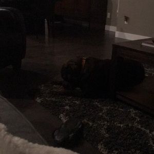 Meet your Posher, Marley